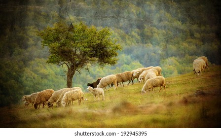 old vintage pastoral landscape with herd of sheep near bulgarian small village