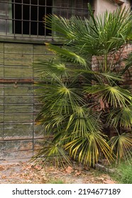 Old wall background, window and green palm 