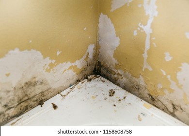 Moldy Room Images Stock Photos Vectors Shutterstock