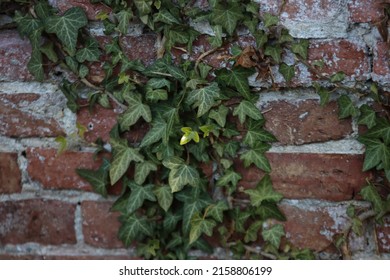Old wall brick wall in old town of Bremen Germany overgrown by ivy shoots with bright green leaves. Contrast with vintage background. On sunny days in Bremen again build on the side. 