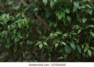 An Old Wall Covered In Leaves From An Overgrown Plant