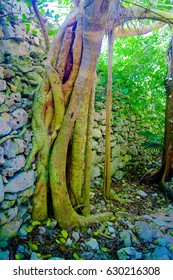 The Old Wall In The Jungle In The Lost City Of Z