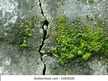 old wall with moss