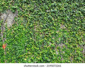 18,221 Overgrown stone walls Images, Stock Photos & Vectors | Shutterstock