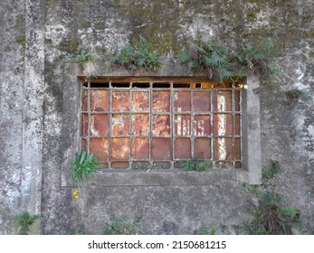 Old wall ruined by mold and verdigris with rusty iron grille window with plants growing on the aged concrete, forms a natural vintage background pattern