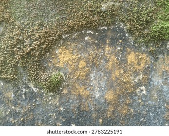 An old wall surface covered in dark mold, orange brown decay, and a thick growth of green moss.