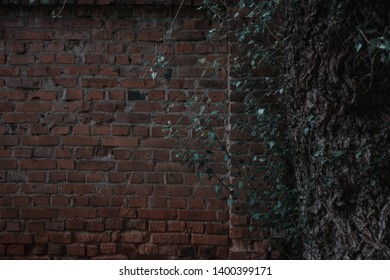 Old wall with a tree