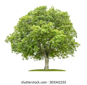 Old Walnut Tree On A White Background