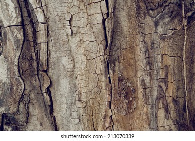 Old walnut tree trunk detail texture as natural background.
