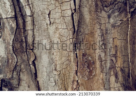 Old walnut tree trunk detail texture as natural background.