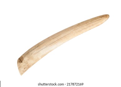 Old Walrus Tusk For Ivory Carving Isolated On White Background 