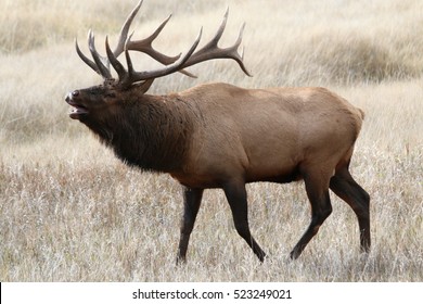 Wapiti Images Stock Photos Vectors Shutterstock