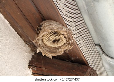 An Old Wasp Nest Under A House Roof