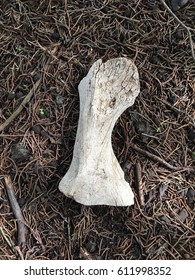 Old weathered bone outside