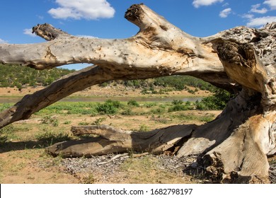 Old, Weathered, Dead Tree Trunk Of A Wild Fig Tree, Washed Up By A Flood On The Banks Of The Olifants River In The Northern Kruger National Park, South Africa