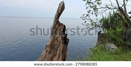 Old weathered dead tree trunk standing on a grassy shore next to a calm lake under a cloudy sky.