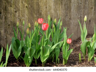 Old, weathered fencing with bed of tulips growing at base - Shutterstock ID 644040370