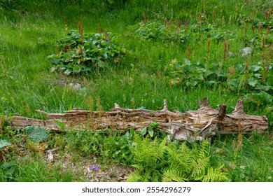 An old, weathered tree log rests among vibrant green foliage and ferns in a lush meadow. - Powered by Shutterstock