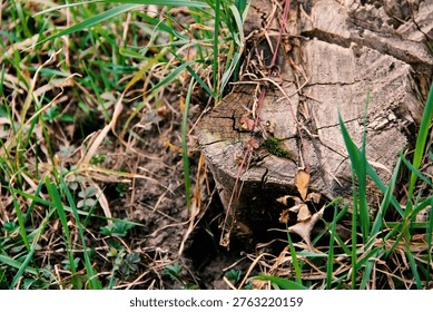 Old weathered tree stump surrounded by fresh green grass and spring vegetation, showing a contrast between dead wood and new life.