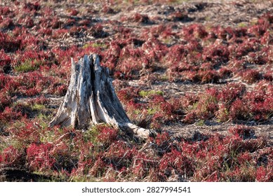 An old weathered tree stump is surrounded by vibrant red saltwort plants in a natural landscape.