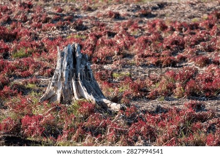 An old weathered tree stump is surrounded by vibrant red saltwort plants in a natural landscape.
