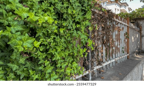 Old weathered wooden fence covered with lush green ivy, outdoors, urban decay concept, suitable for landscaping businesses, eco-friendly designs, environmental themes, and urban rejuvenation projects. - Powered by Shutterstock