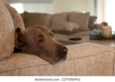 Old Weimaraner dog looking bored, falling asleep face on couch arm, waiting patiently for owners, loyal friend