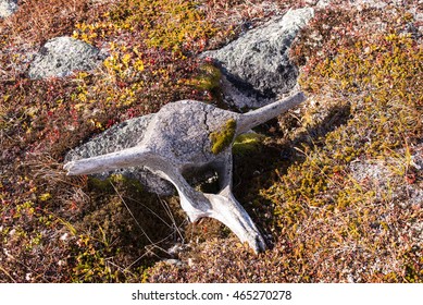 Old Whale Bones, Russian Far East