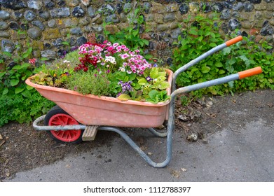 Old wheelbarrows filled with summer flowers. Traditional wheel barrows are used as clever summer planters, filled with flowers including pansies, dianthus, garden pinks and aubrieta.