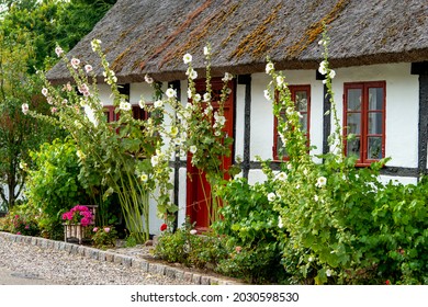 An Old White Half-timbered House With A Hollyhock Garden 