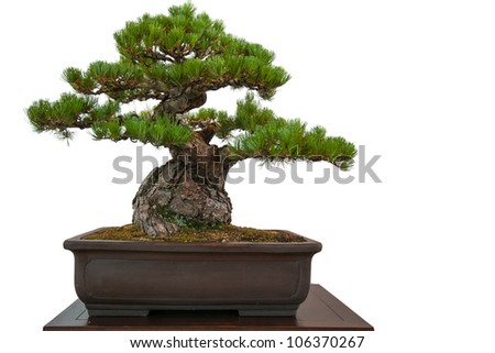 Old white isolated pine (Pinus parviflora) as bonsai tree in a pot