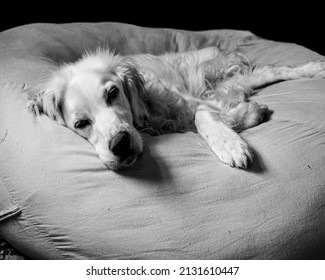 Old White Setter Dog Sleeping Resting On Big Dog Bed. Black And White