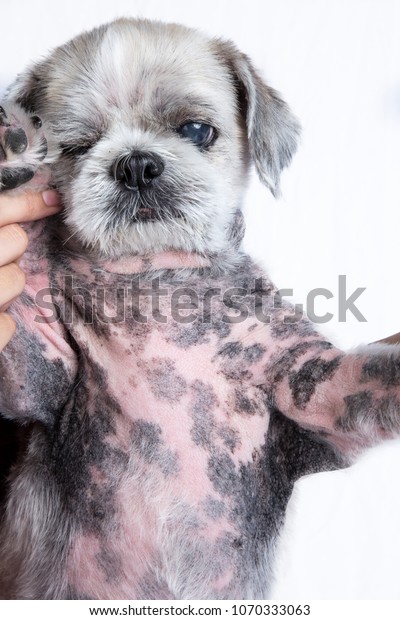 Foto Stok Old White Shih Tzu Dog Skin Edit Sekarang 1070333063