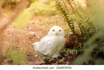 Old White Spotted Owl In The Wild, Nocturnal Predator And Hunter.