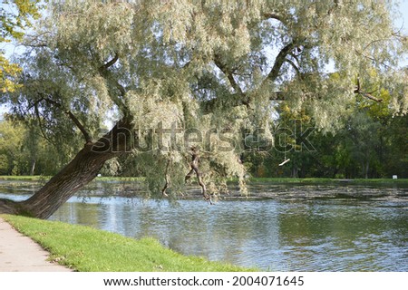 Old white willow or Salix Alba falling over the pond