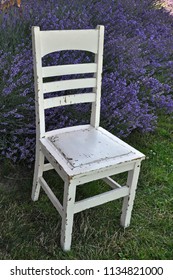 Old white wooden chair in lavender garden