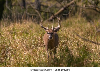 Old white-tailed deer on pasture