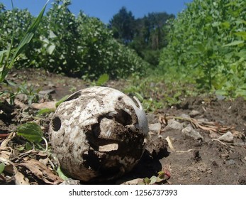 Old Wiffle Ball In Field