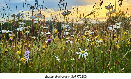 Old wild flower hay meadow in summer - Shutterstock ID 369970208
