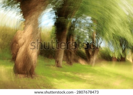 Old willows photographed using the intentional camera movement technique, giving the appearance of an impressionist painting, pastels