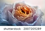 Old wilted rose flower close-up. Retro background in the style of gothic, grunge, steampunk. Close-up photo of a dried rose.