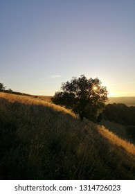 Old Winchester Hill, South Downs, Hampshire 