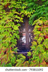 old window covered with leaf from tree