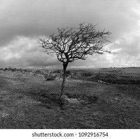 old windswept tree on the moor