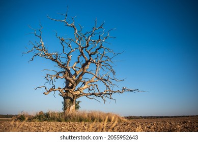 An old, withered branched oak in field on a sunny evening and a blue sky.