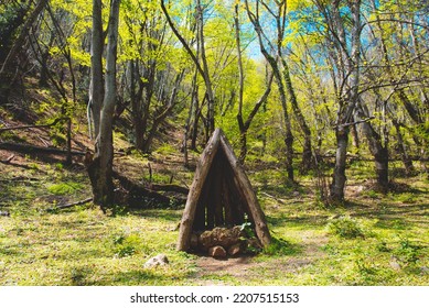 Old Wolf Trap In The Forest. 