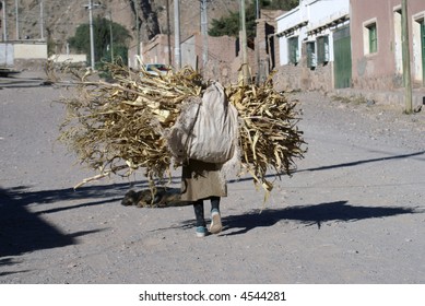 Old Woman Carrying A Big Load Of Plants