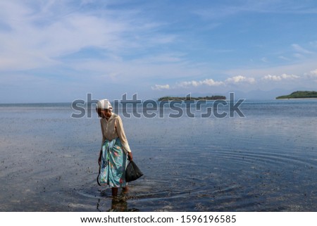 Old woman collects sea food between seaweed at low tide. A Muslim old woman wading in the Indian Ocean at low tide and looking for an oyster for sale. Food for poor people from Lombok Island Indonesia
