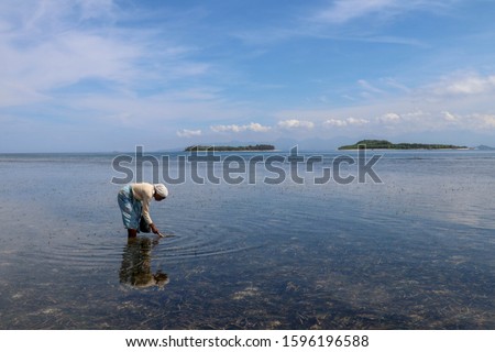 Old woman collects sea food between seaweed at low tide. A Muslim old woman wading in the Indian Ocean at low tide and looking for an oyster for sale. Food for poor people from Lombok Island Indonesia