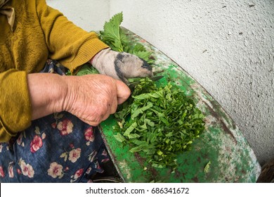 The Old Woman Cuts Nettles, Preparation Of Poultry Feed, Ukraine